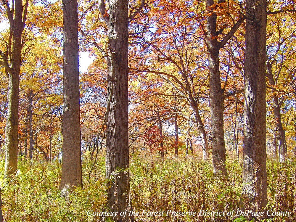 Forest Preserve District of DuPage County